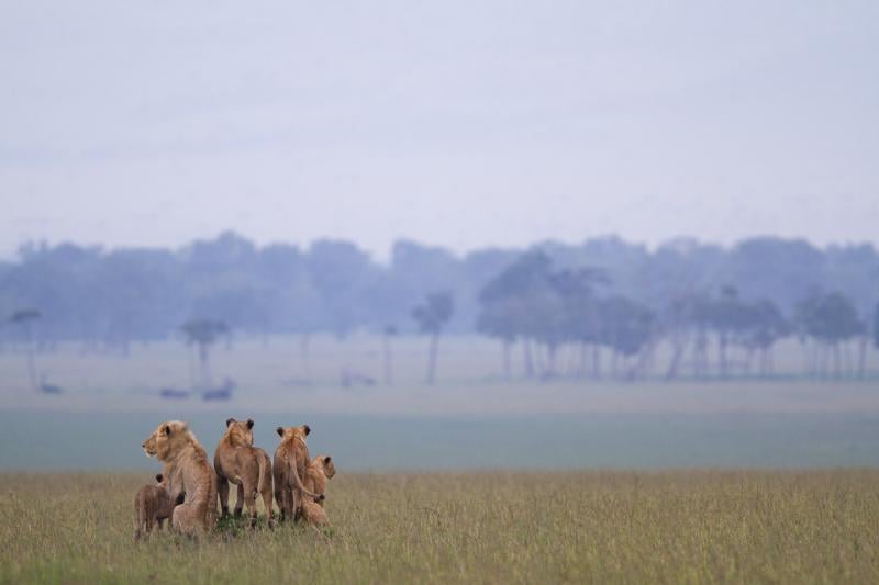 Lion: The Rise and Fall of the Marsh Pride